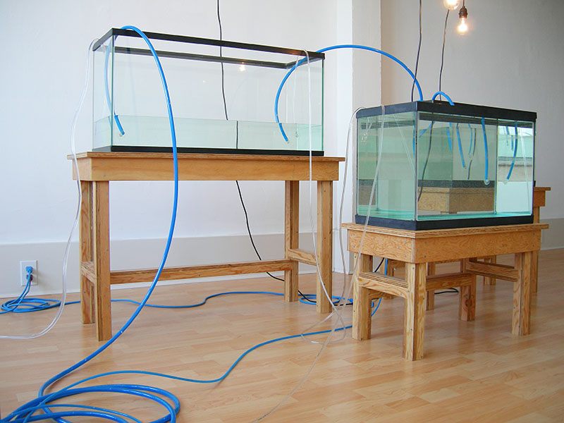 Image of filled fishtanks from WATER IS THE FIRST MEDICINE, art installation by Kennedy Telford.