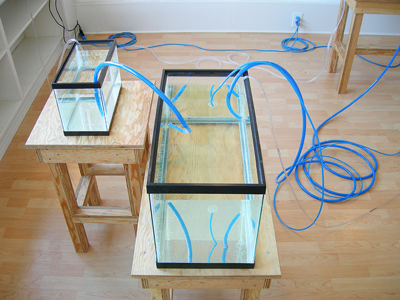 Image of filled fishtanks from WATER IS THE FIRST MEDICINE, art installation by Kennedy Telford.